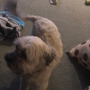 Meet your Posher, Shannon